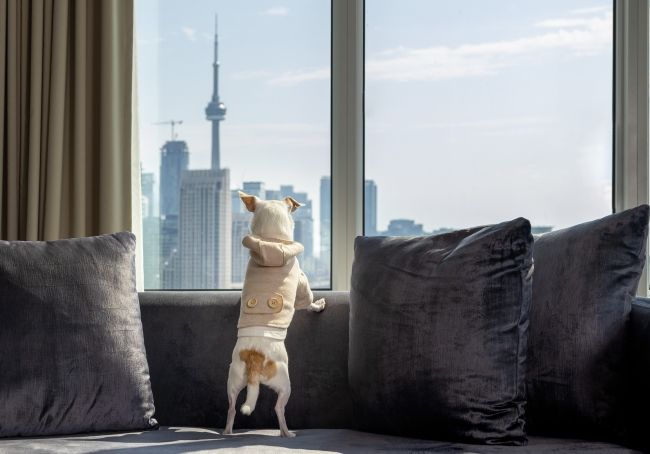 Dog in special doggy bed with a view of CN Tower